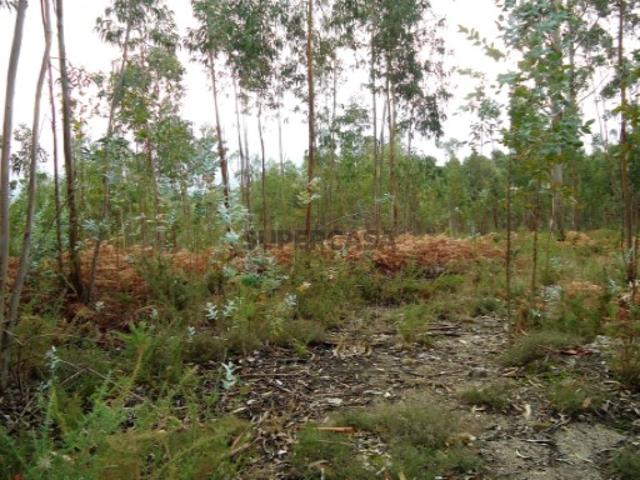 Terreno