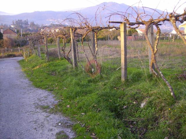 Terreno