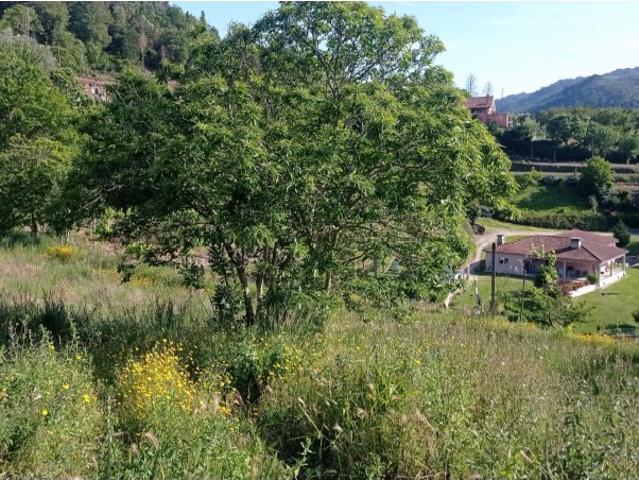 terreno