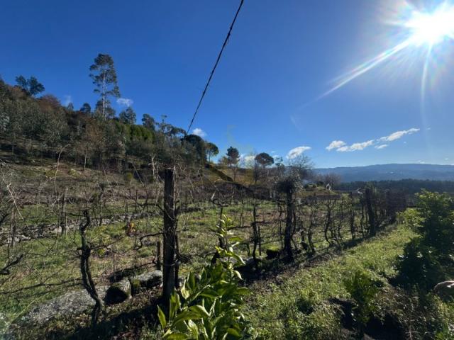 Terreno