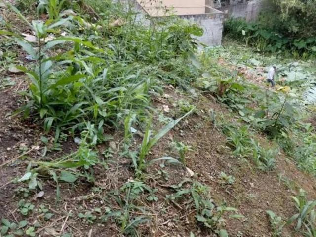 Terreno 370m² à Venda Próximo ao Metrô Tucuruvi, Excelente Potencial para Construção e Investimento