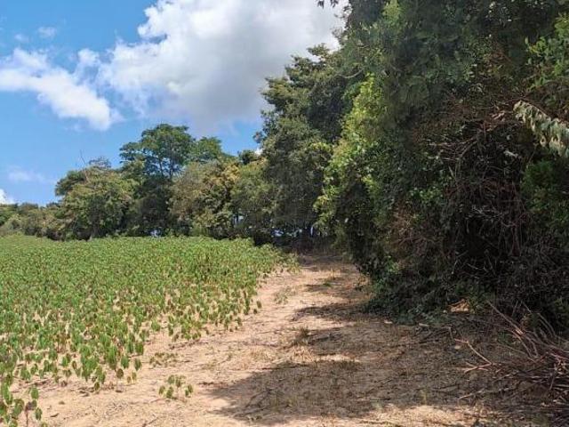TERRENO 30.000m² C/ ROÇA DE MANDIOCA PLANTADA À VENDA EM PIRACEMA/MG