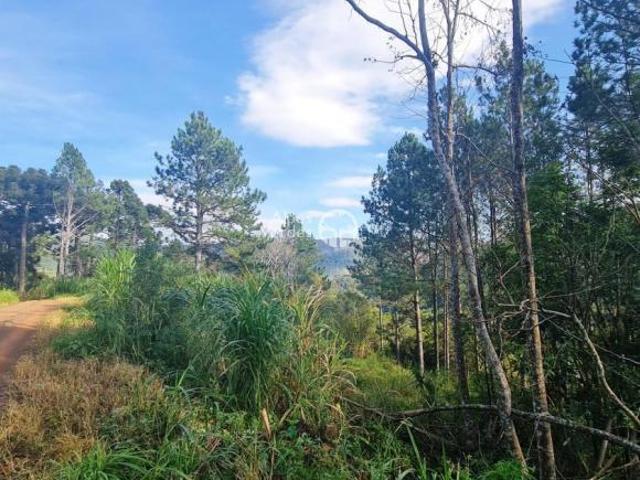 Terreno, 3,6ha, à venda em Gramado, Linhas Fumas