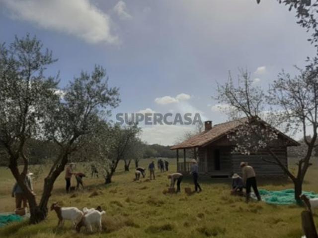 Terreno 3 hectares com ruína em Nisa Alto Alentejo