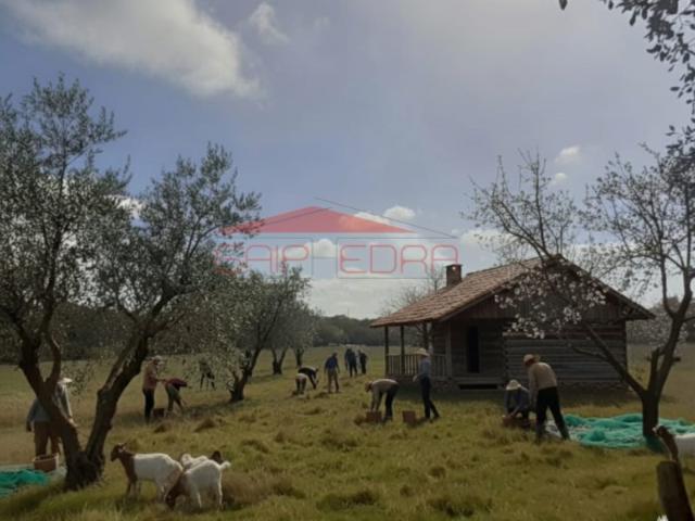 Terreno 3 hectares com ruína em Nisa Alto Alentejo