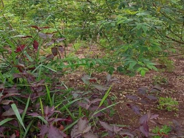Terreno