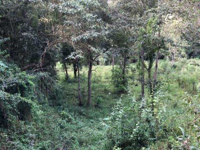 Terreno 45.000m2 c/ ótima topografia, terra de cultura e água nos fundos em Piracema/MG