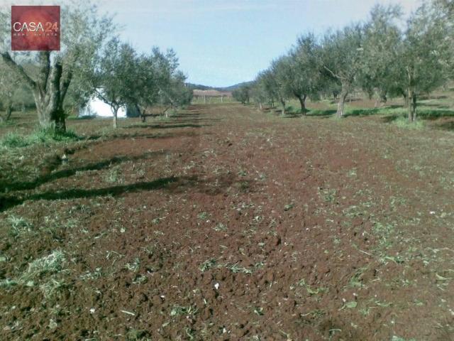 Terreno 4600mq