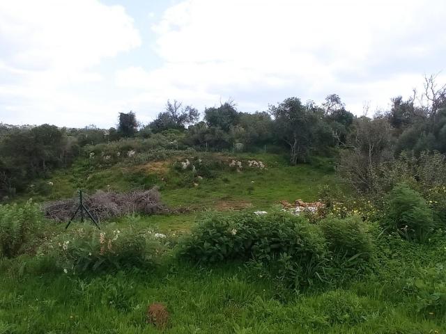 Terreno