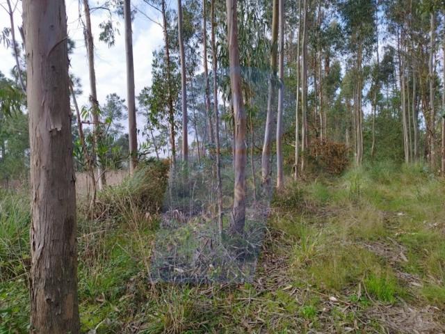 Terreno 5.300m² construção povoado a Eucaliptos, em BUSTOS