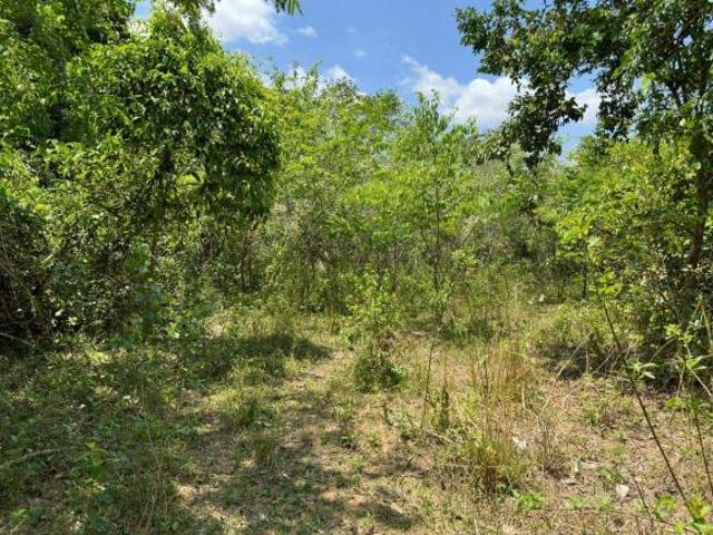 TERRENO 5.000m2 C/ MUITA ÁGUA E TERRA DE CULTURA À VENDA EM PITANGUI/MG
