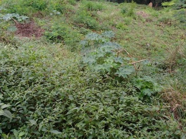 Terreno