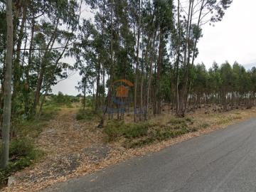 Terreno 12.000 m2 | Lapa, Cartaxo