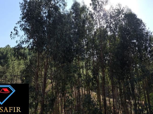 Terreno 6.800m2 eucaliptos e pinheiros em Vila de Rei