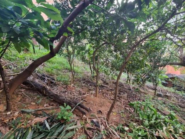 Terreno