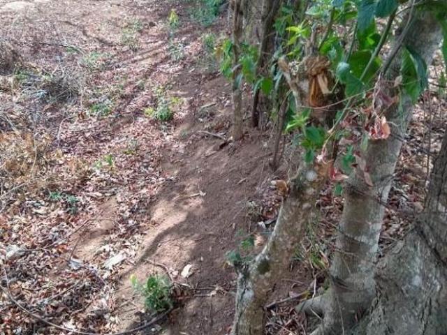 Terreno