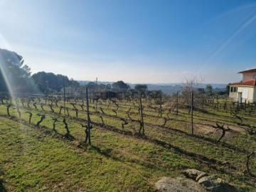 Terrenos vinícolas na região do Dão Gouveia