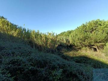 Terrenos Almada Setúbal 2825 836 DS98135144