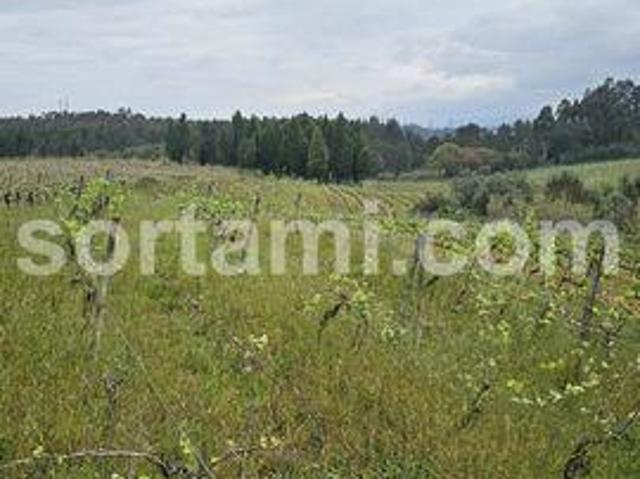 Terrenos Anadia Aveiro DS92952998