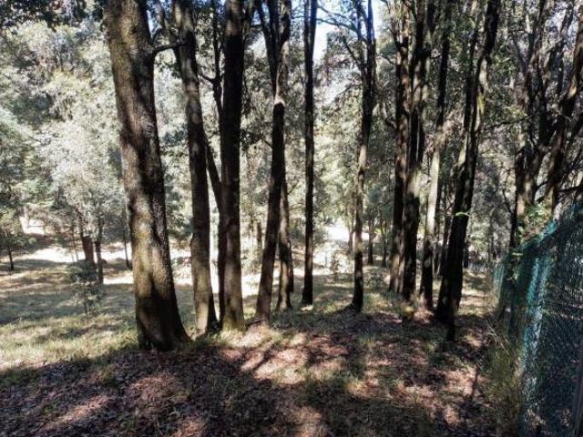 Terrenos boscosos a un lado de La Marquesa