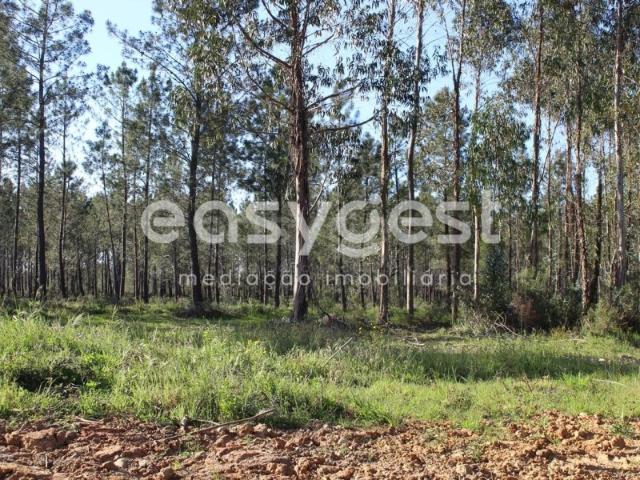 Terrenos com área total de 11080m2 maioritariamente Pinhal