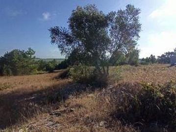 Terrenos Coruche Santarem DS94577679