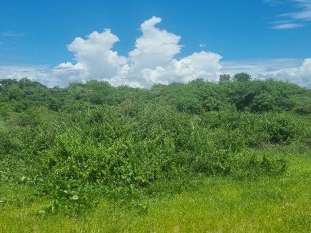 Derechos Adjudicatarios de 7 Terrenos Frente al Mar | Tecuala, Nayarit | 699.5 Ha