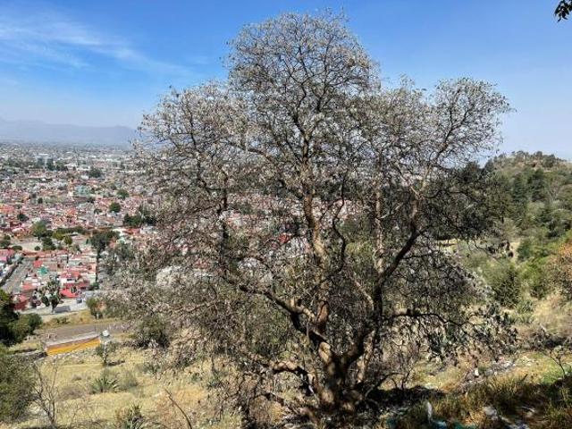Terrenos en Venta en Zopilocalco Sur, Toluca