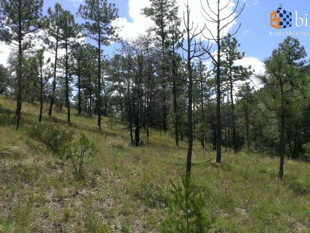 Terrenos en Venta en Fracc. Bosques de Montesi?n Durango