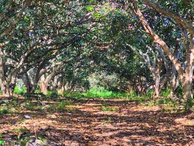 Terrenos en Venta en La Esperanza Actopan Veracruz