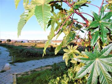 Terrenos Faro Faro DS101398448