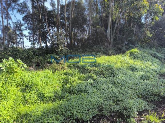 Terrenos Leiria Óbidos 2510 DS97876016