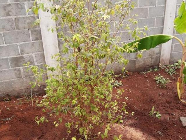 Terrenos LoteTerreno em Jardinópolis