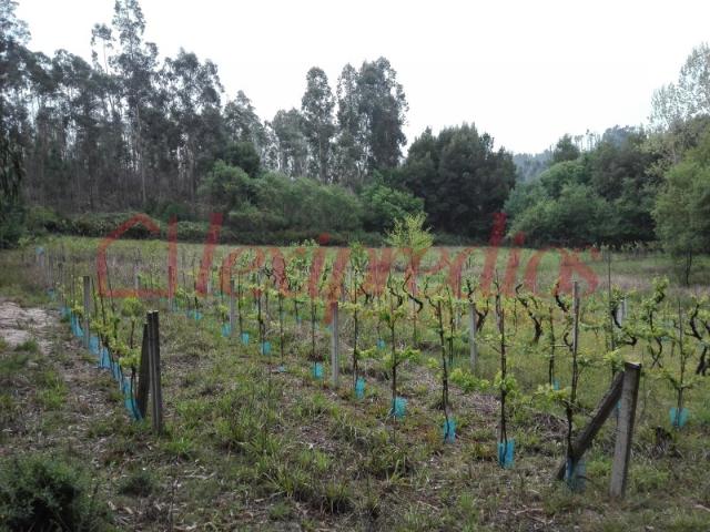 Terrenos Rústicos