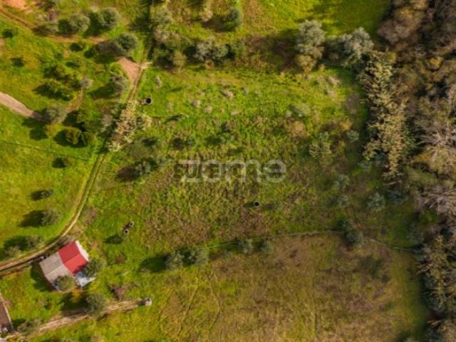 Terrenos Rústicos | Pelariga, Pombal