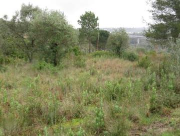 Terrenos Santarém Tomar 2305 DS98918392