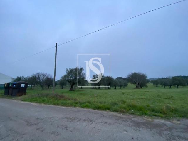 Terrenos Santarém Santarém DS101114714