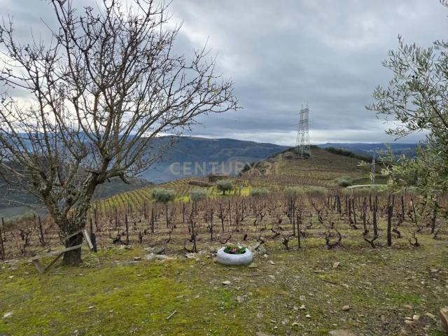 Tesouro Rústico no Coração do Douro – Um Convite à Natureza e à Tradição