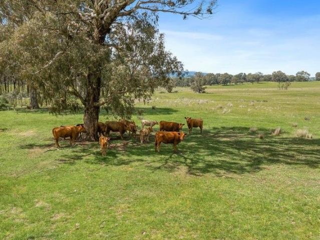 Ultimate 80 Acre Lifestyle & Investment Opportunity
