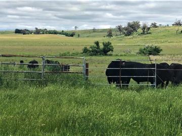 'The Valley' 12 kilometres east of Orange 2800