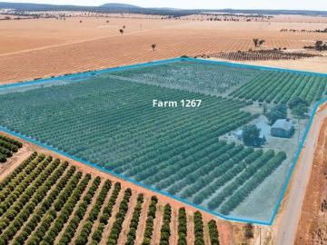 Three citrus orchards with redevelopment and lifestyle appeal