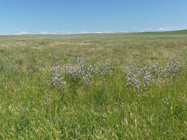 Three productive parcels for sale individually or as a whole. A rare opportunity in the Mid North