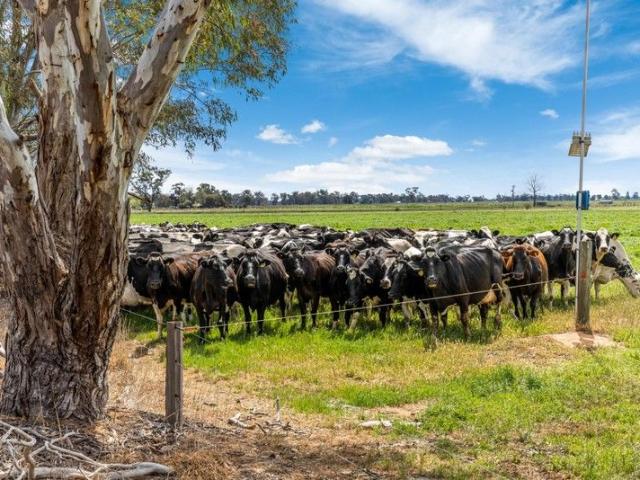 Premium Dairy Farm Opportunity 184.71 hectares 456.4 acres