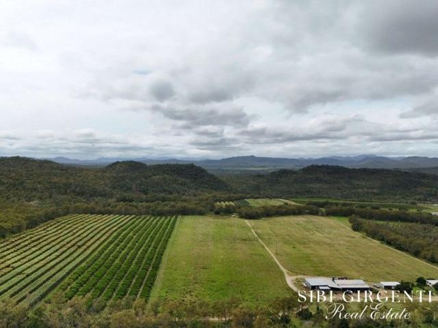 THRIVING DIMBULAH ORCHARD OPPORTUNITY