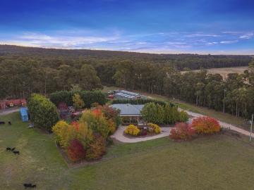 Napoleons, Golden Plains, Victoria