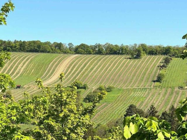 Top 1 – 200 m² Wohnen und Arbeiten unter einem Dach in Neustift am Walde, unter 6.000€/qm, BJ 1993
