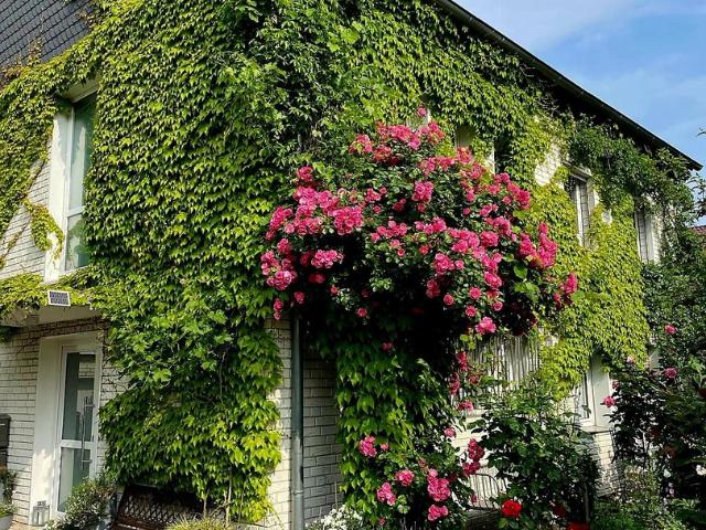 Top gepflegtes Haus*traumhafter Garten*zentrumsnah & naturverbundener Stadtteil Köln*3 Wohnkonzepte