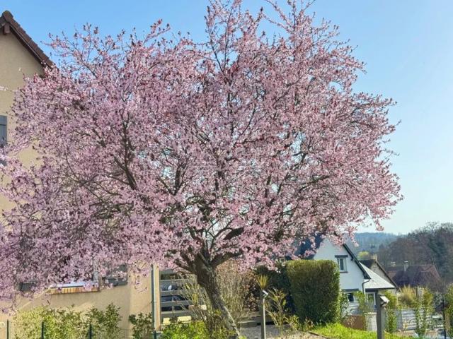 TOUQUES. MAISON FAMILIALE TERRASSE JARDIN
