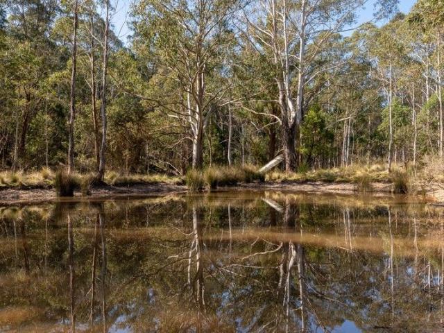 Escape Among the Gum Trees