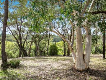 Tranquil bush setting in an established area